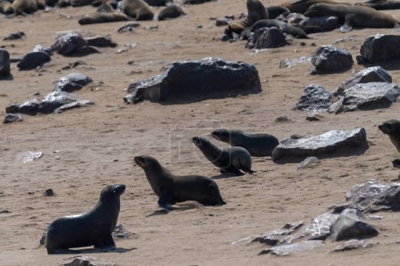 Focas del Cabo - Arctocephalus pusillus- en la playa de la colonia Cape Cross Seal, a lo largo de la costa esquelética de Namibia