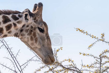 Foto de Primer plano de una jirafa angoleña, comiendo bayas de un árbol en el Parque Nacional Etosha. - Imagen libre de derechos