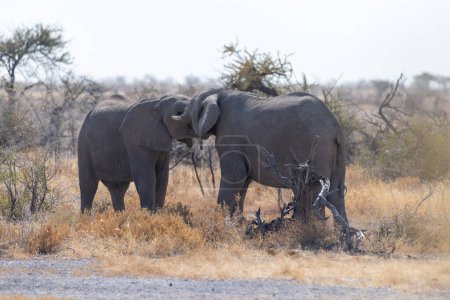 Foto de Dos elefantes africanos Loxodonta Africana- peleando entre sí en el Parque Nacional Etosha, Namibia. - Imagen libre de derechos