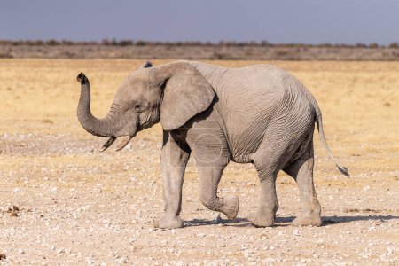 Foto de Telephoto shot of one African Elephant -Loxodonta Africana- running across the plains of Etosha National Park, Namibia. - Imagen libre de derechos