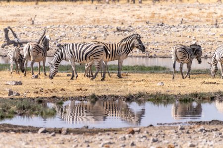 Photo for Telephoto shot oa a group of zebras standing near a waterhole in Namibia. - Royalty Free Image