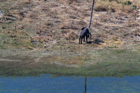 Téléchargez les photos : Téléobjectif aérien d'un éléphant d'Afrique debout près d'un palmier, sur le point de se frotter la tête contre lui. Delta de l'Okavango, Botswana. - en image libre de droit