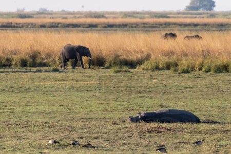Foto de Telefoto de un hipopótamo descansando en tierra en el parque nacional Chobe, Botswana. - Imagen libre de derechos