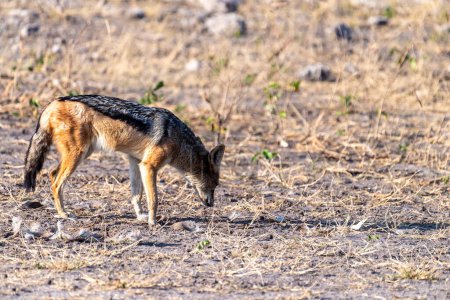 Téléchargez les photos : Gros plan d'un chacal à rayures latérales Canis Adustus errant dans le parc national de Chobe, au Botswana, tôt le matin. - en image libre de droit
