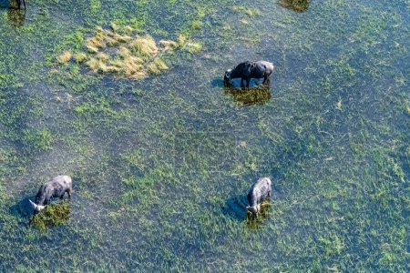 Arial telephoto shot of an African Buffalo -Syncerus caffer- grazing in the Okavango Delta wetlands, Botswana.