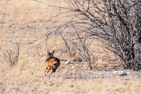 Téléchargez les photos : Un chacal à rayures latérales -Canis Adustus chasse aux proies dans le parc national d'Etosha, en Namibie, autour du coucher du soleil. - en image libre de droit