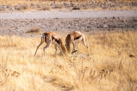 Téléchargez les photos : Telephoto shot of two Impalas - Aepyceros melampus- engaging in a head-to-head fight. - en image libre de droit