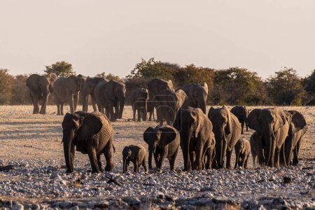Foto de Gran angular de disparo de una manada masiva de elefantes acercándose a un pozo de agua. Parque Nacional Etosha, Namibia. - Imagen libre de derechos
