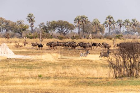 Téléchargez les photos : Téléphoto d'un troupeau de gnous bleus - Connochaetes taurinus- et Burchells Plains zebra -Equus quagga burchelli- debout dans les plaines du delta de l'Okavango, Botswana. - en image libre de droit