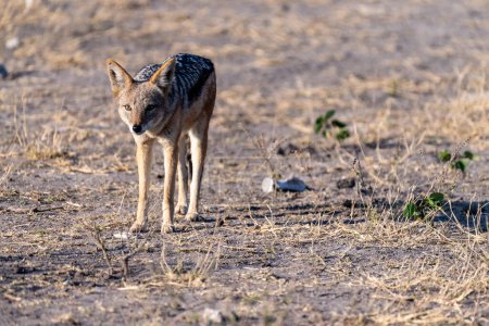 Close-up of a side-striped Jackal -Canis Adustus- roaming around Chobe national park, Botswana on an early morning.