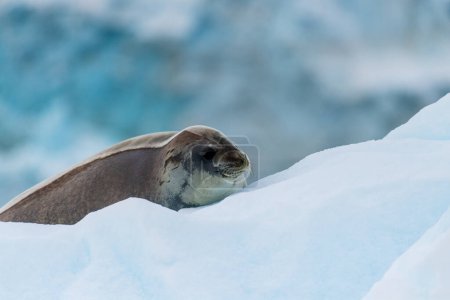 Foto de Primer plano de una foca de Weddell - Leptonychotes weddellii - descansando en un pequeño iceberg cerca de la isla Danco en la península Antártica - Imagen libre de derechos