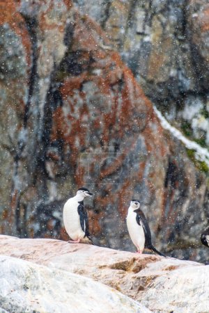 Téléchargez les photos : Un groupe de manchots Shinstrap - Pygoscelis antarcticus - debout sur un rocher à Cierva Cove, sur la péninsule Antarctique - en image libre de droit