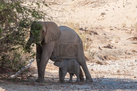 Foto de Primer plano de una madre elefante del desierto alimentando a su ternero en el norte de Namibia - Imagen libre de derechos