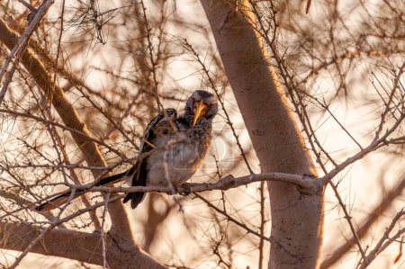Téléchargez les photos : Un calmar à bec jaune du Sud -Tockus leucomelas assis sur une branche d'un arbre - en image libre de droit