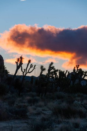 Téléchargez les photos : Impression d'un lever de soleil tôt le matin dans le parc national Joshua Tree tôt le matin d'hiver. - en image libre de droit