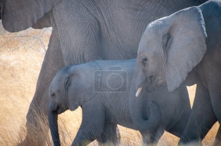 Foto de Primer plano de un elefante adulto del desierto africano - Loxodonta Africana- y su cría pastando en las llanuras del Parque Nacional Etosha, Namibia. - Imagen libre de derechos