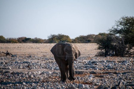 Foto de Telefoto de un elefante africano gigante Loxodonta Africana- acercándose a un pozo de agua en las llanuras del Parque Nacional Etosha, Namibia. - Imagen libre de derechos