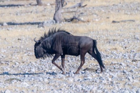 Photo for Telephoto shot of a blue wildebeest - Connochaetes taurinus- trekking across the plains of Etosha national Park, Namibia. - Royalty Free Image