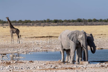 Foto de Telefoto de dos elefantes africanos gigantes - Loxodonta Africana - una jirafa angoleña - caminando cerca de un pozo de agua en el Parque Nacional de Etosha, Namibia. - Imagen libre de derechos