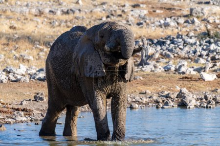 Foto de Telephoto shot of one African Elephant -Loxodonta Africana- drinking from a waterhole in Etosha National Park, Namibia. - Imagen libre de derechos