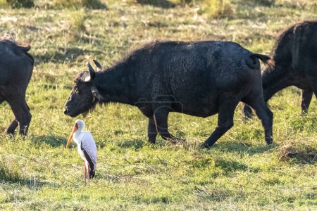 Teleaufnahme eines Kapbüffels - Syncerus caffer weidet am Ufer des Chobe-Flusses in Botswana, mit einem Silberreiher - Ardea alba - im Vordergrund.
