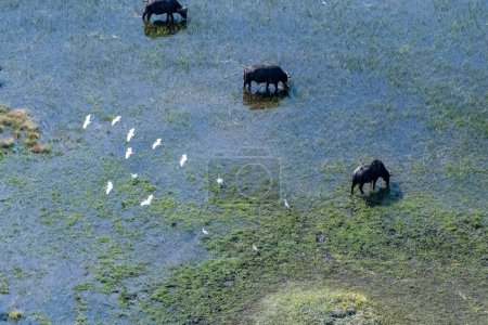 Arial telephoto shot of an African Buffalo -Syncerus caffer- grazing in the Okavango Delta wetlands, Botswana, while a flock of great white egret - Ardea alba- is flying overhead.