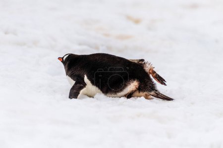 Nahaufnahme eines Gentoo-Pinguins -Pygoscelis papua-, der auf der Insel Cuverville auf der antarktischen Halbinsel im Schnee liegt