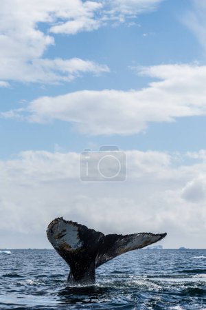 Foto de Primer plano de la cola de una ballena jorobada de buceo Megaptera novaeangliae. Imagen tomada en el pasaje de Graham, cerca de la bahía de Charlotte, Península Antártica. - Imagen libre de derechos