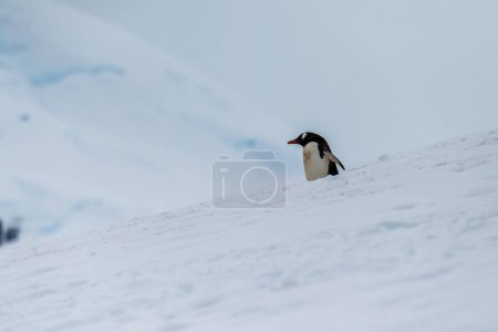 Foto de Primer plano de una papua Gentoo Penguin-Pygoscelis caminando a lo largo de una carretera de pingüinos en un paisaje nevado de la colonia en la isla Danco, en la Península Antártica - Imagen libre de derechos