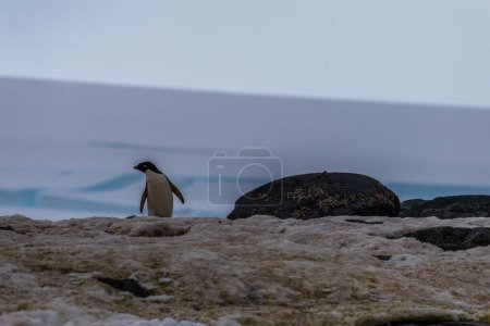Photo for Impression of the Adelie Penguin - Pygoscelis adeliae- colony, near the fish islands, on the Antarctic Peninsula - Royalty Free Image