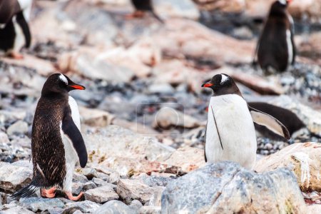 Nahaufnahme von Gentoo Penguin -Pygoscelis papua- auf der Insel Cuverville auf der antarktischen Halbinsel