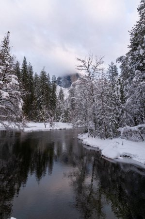 Téléchargez les photos : Snow-covered trees line the merced river in Yosemite valley on a late winter afternoon. - en image libre de droit