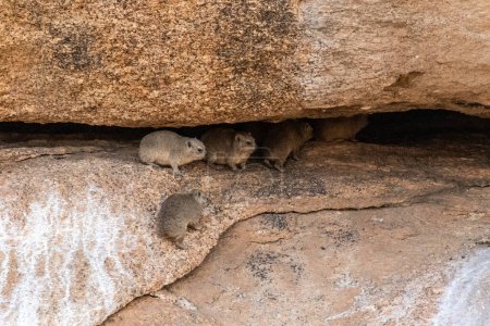 Der Hyrax, oder Dassie -Procavia capensi- ist der evolutionärste Verwandte des Elefanten. Hier beim Klettern auf den Felsen bei Spitzkoppe, Namibia.