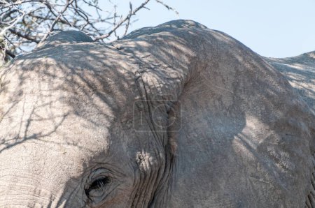 Téléchargez les photos : Extrême gros plan d'un éléphant d'Afrique géant Loxodonta Africana- pâturage sur les plaines du parc national d'Etosha, Namibie. - en image libre de droit