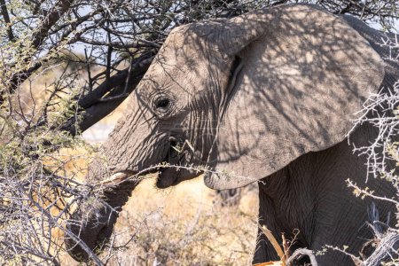Photo for Telephoto shot of the head of an African Elephant -Loxodonta Africana- eating in Etosha National Park, Namibia. - Royalty Free Image