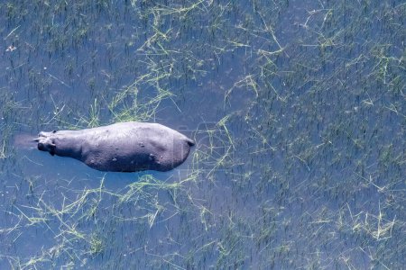 Foto de Aerial Telephoto shot of an hippopotamus that is partically submerged in the Okavango Delta Wetlands in Botswana. - Imagen libre de derechos