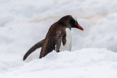 Nahaufnahme eines Gentoo-Pinguins -Pygoscelis papua- auf einem Pinguin-Highway in der verschneiten Landschaft der Kolonie auf der Insel Danco auf der antarktischen Halbinsel