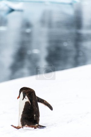 Photo for Close-up of a Gentoo Penguin -Pygoscelis papua- walking along a penguin highway in a snowy landscape of the colony at Danco island, on the Antarctic Peninsula - Royalty Free Image
