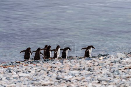 Teleaufnahme einer Gruppe Gentoo-Pinguine -Pygoscelis papua- entlang der felsigen Küste der Insel Cuverville auf der antarktischen Halbinsel