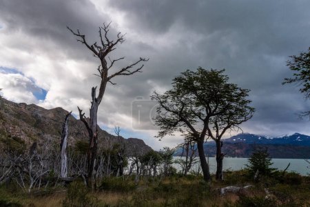 Téléchargez les photos : Vue impressionnante sur la montagne, lors d'une randonnée de Refugio Grey à Paine grande, le long du lac gris dans le parc national Torres Del Paine, Patagonie, Chili. - en image libre de droit