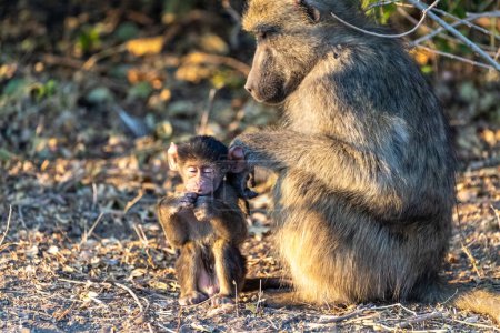 Photo for A Chacma Baboon, Papio ursinus, baby with its mother, Chobe National Park, Botswana. - Royalty Free Image