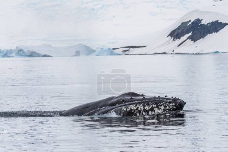 Téléchargez les photos : Gros plan de la tête d'un rorqual à bosse Megaptera novaeangliae. Image prise près de l'île de Cuverville, péninsule Antarctique. - en image libre de droit
