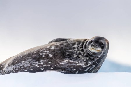 Foto de Primer plano de una foca de Weddell - Leptonychotes weddellii - descansando en un pequeño iceberg cerca de la isla de Cuverville en la península Antártica - Imagen libre de derechos