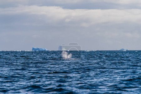 Photo for Close-up of the lateral fin of a sleeping Humpback Whale -Megaptera novaeangliae- blowing out a plume of water, against the background of a giant tabular iceberg, near Graham passage and Charlotte Bay - Royalty Free Image