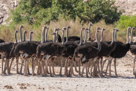 Téléchargez les photos : Téléobjectif d'un groupe géant d'autruches traversant un chemin de terre, quelque part en Namibie. - en image libre de droit