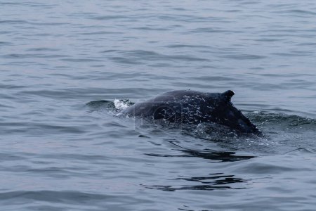 Téléchargez les photos : Nageoire dorsale d'une baleine en surface, à Walvis Bay, Namibie. - en image libre de droit