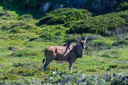 Foto de Primer plano de una glorieta Oryx-Oryx en la región del Cabo de Buena Esperanza, Sudáfrica. - Imagen libre de derechos