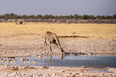 Foto de Jirafas angoleñas y jirafas angolenses de pie bebiendo de un pozo de agua en el parque nacional de Etosha, Namibia. - Imagen libre de derechos