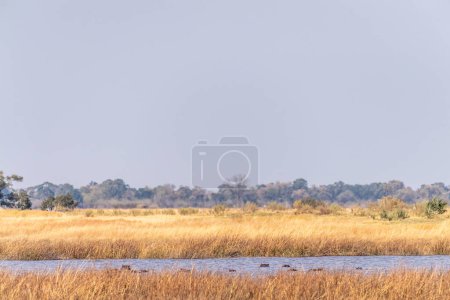Foto de Telefoto disparo de la cabeza de un hipopótamo parcialmente sumergido, anfibio hipopótamo, descansando en el delta del Okavango, Botsuana. - Imagen libre de derechos