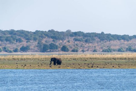 Téléchargez les photos : Téléobjectif d'un éléphant d'Afrique se nourrissant sur les rives de la rivière Chobe. Parc national de Chobe, Botswana. - en image libre de droit